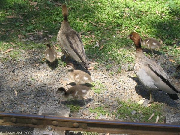 Australian Wood Duck | Chenonetta jubata photo