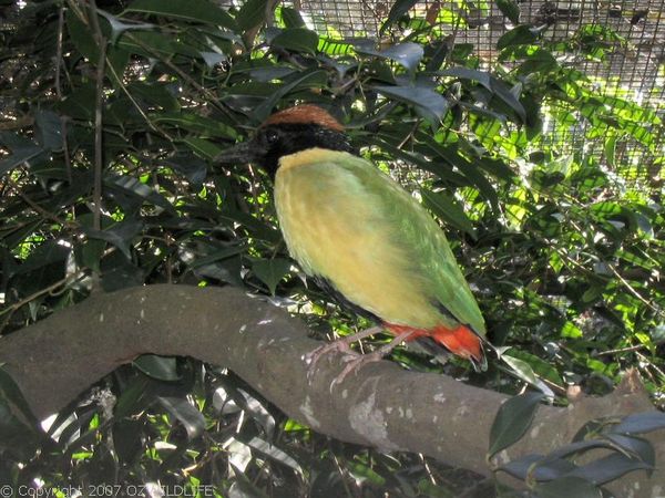 Noisy Pitta | Pitta versicolor photo