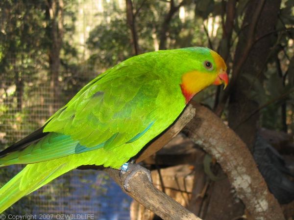 Superb Parrot | Polytelis swainsonii photo