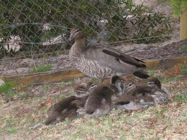 Australian Wood Duck | Chenonetta jubata photo