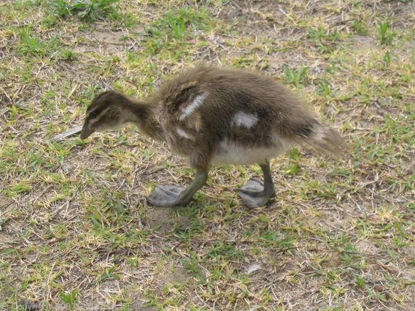 Australian Wood Duck | Chenonetta jubata photo