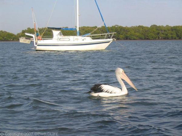 Australian Pelican | Pelecanus conspicillatus photo