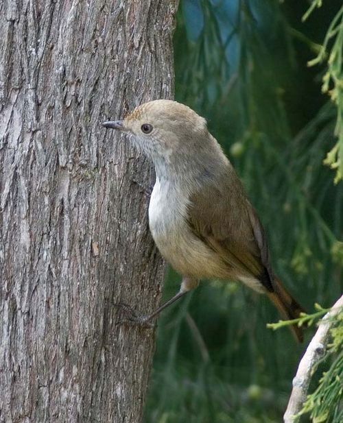 Tasmanian Thornbill | Acanthiza ewingii photo