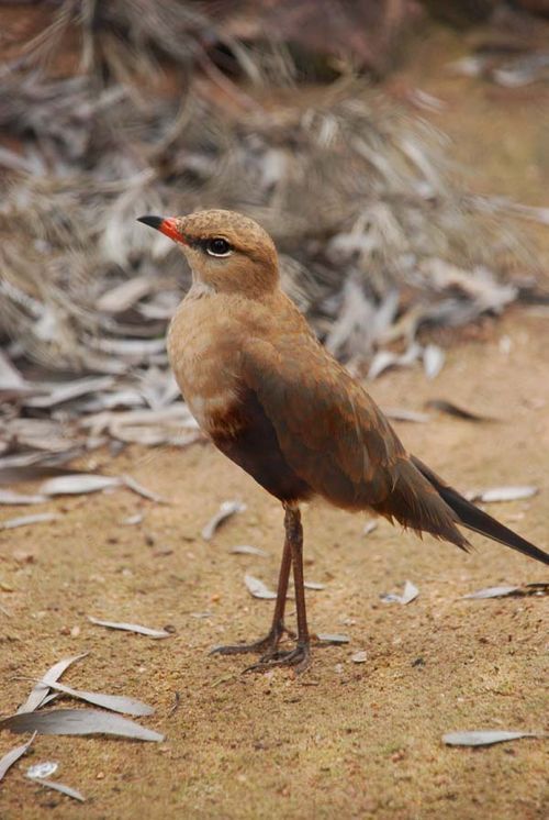 Australian Pratincole | Stiltia isabella photo