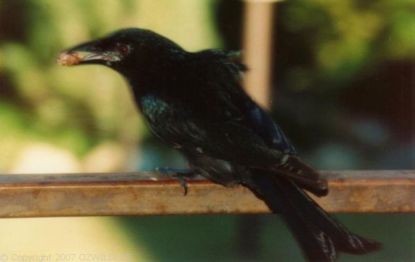 Spangled Drongo | Dicrurus bracteatus photo