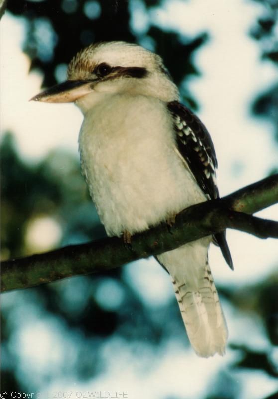 Laughing Kookaburra | Dacelo novaeguineae photo