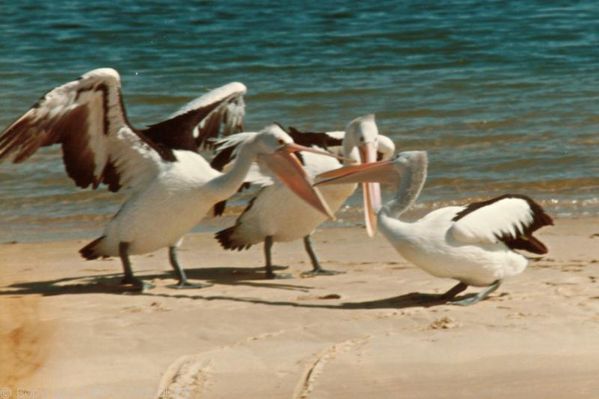 Australian Pelican | Pelecanus conspicillatus photo