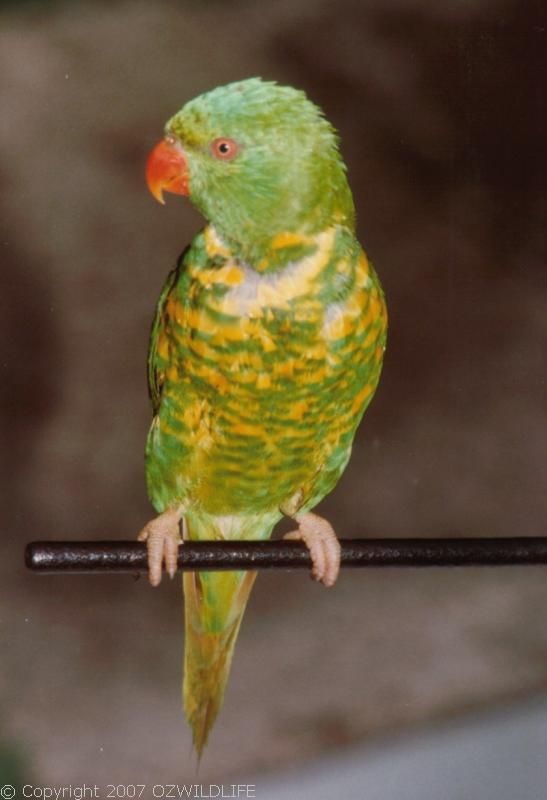 Scaly-breasted Lorikeet | Trichoglossus chlorolepidotus photo