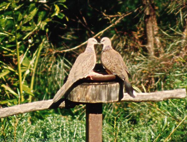 Spotted Turtle-Dove | Streptopelia chinensis photo