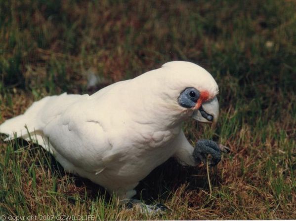 Little Corella | Cacatua sanguinea photo