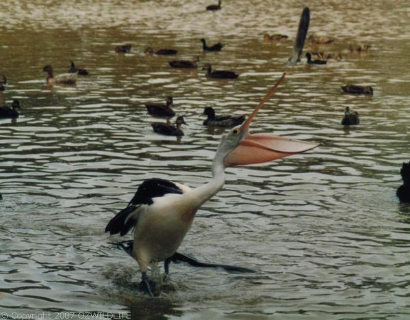 Australian Pelican | Pelecanus conspicillatus photo