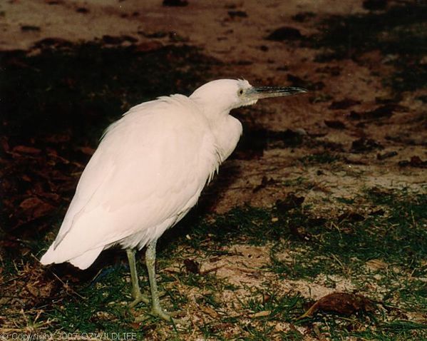 Reef Heron | Egretta sacra photo