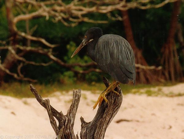 Reef Heron | Egretta sacra photo