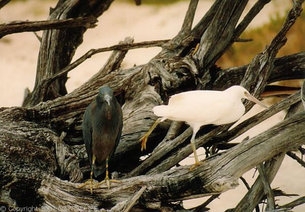 Reef Heron | Egretta sacra photo