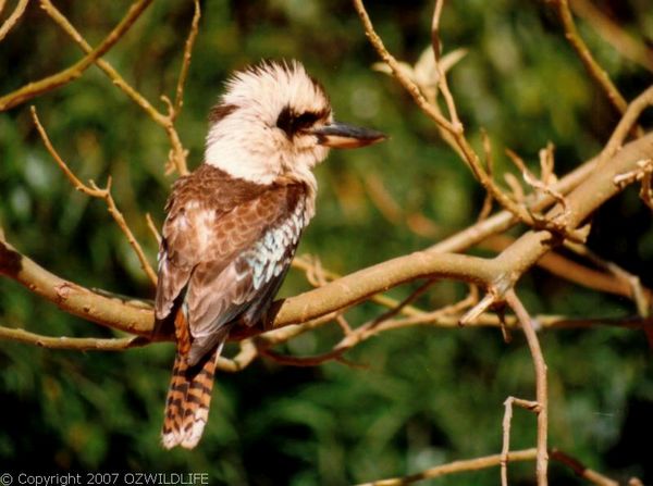 Laughing Kookaburra | Dacelo novaeguineae photo