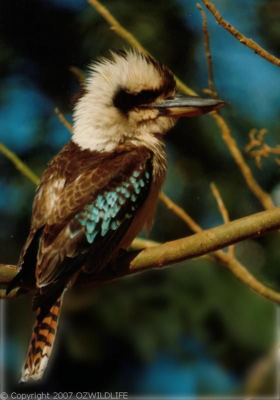 Laughing Kookaburra | Dacelo novaeguineae photo