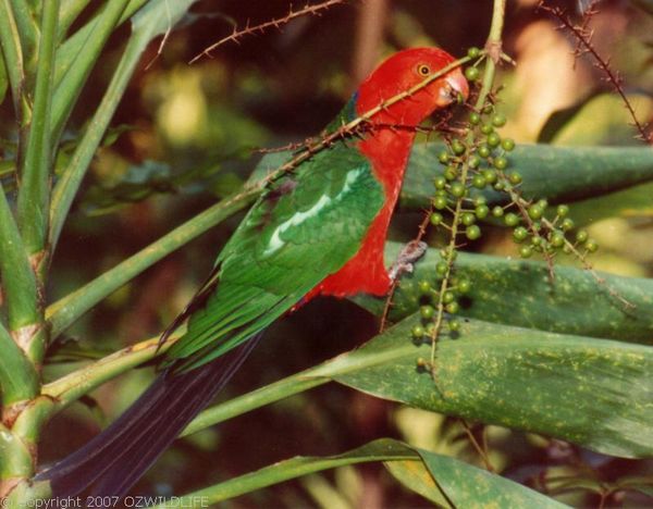 King Parrot | Alisterus scapularis photo