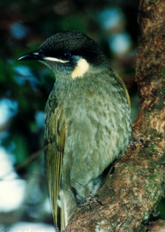 Lewin's Honeyeater | Meliphaga lewinii photo