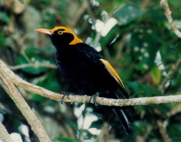 Regent Bower Bird | Sericulus chrysocephalus photo