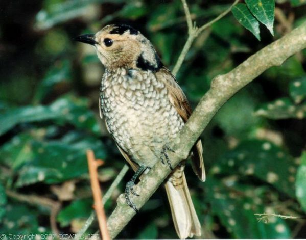 Regent Bower Bird | Sericulus chrysocephalus photo