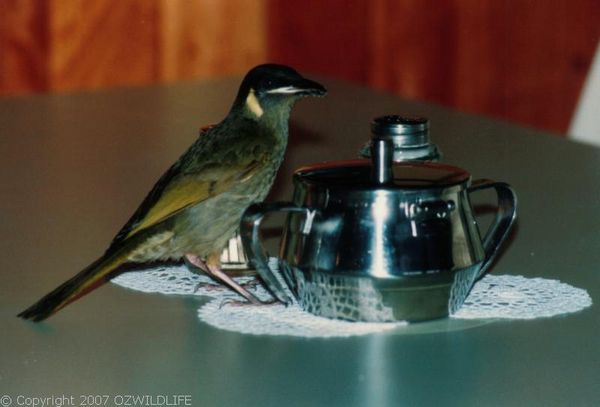 Lewin's Honeyeater | Meliphaga lewinii photo