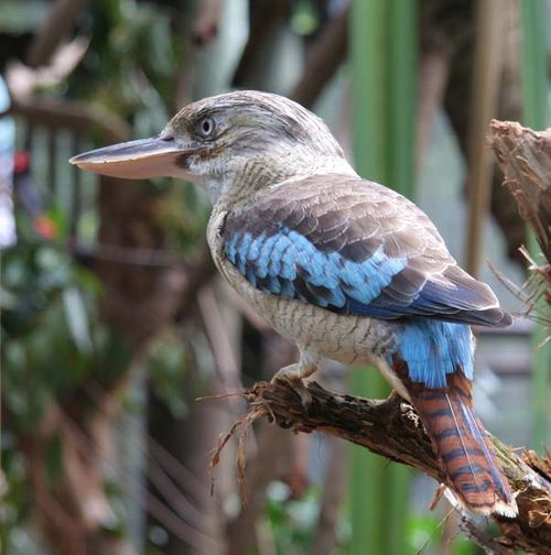 Blue-winged Kookaburra | Dacelo leachii photo