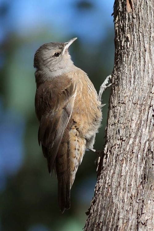 Brown Treecreeper | Climacteris picumnus photo