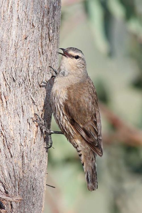 Brown Treecreeper | Climacteris picumnus photo