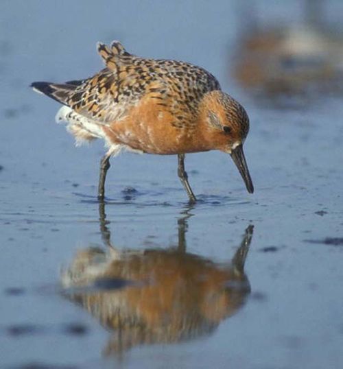 Red Knot | Calidris canutus photo