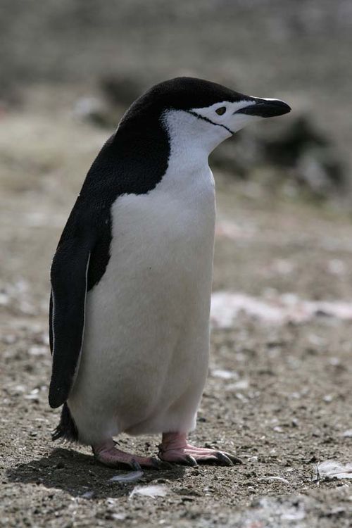 Chinstrap Penguin | Pygoscelis antarcticus photo