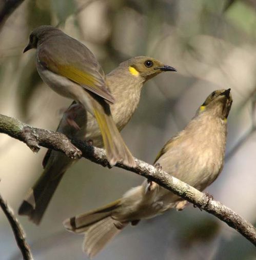 Fuscous Honeyeater | Lichenostomus fuscus photo