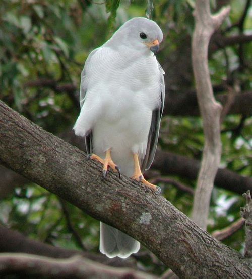 Grey Goshawk | Accipiter novaehollandiae photo