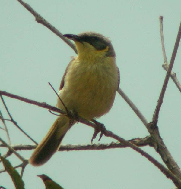 Grey-headed Honeyeater | Lichenostomus keartlandi photo