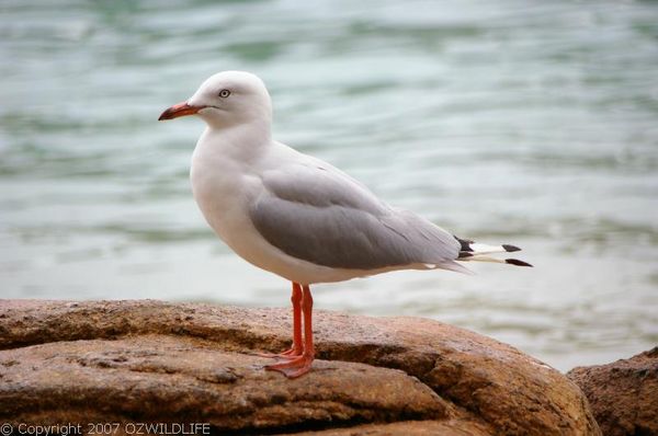 Silver Gull | Larus novaehollandiae photo