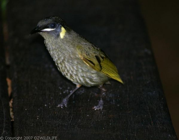 Lewin's Honeyeater | Meliphaga lewinii photo