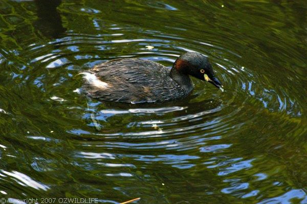 Australasian Grebe | Tachybaptus novaehollandiae photo