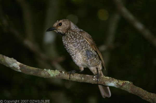 Regent Bower Bird | Sericulus chrysocephalus photo