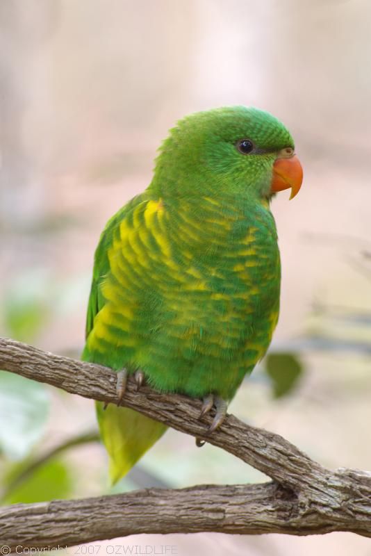 Scaly-breasted Lorikeet | Trichoglossus chlorolepidotus photo