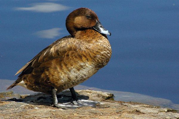 White-eyed Duck | Aythya australis photo