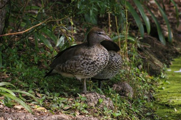 Australian Wood Duck | Chenonetta jubata photo