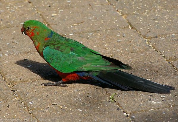 King Parrot | Alisterus scapularis photo