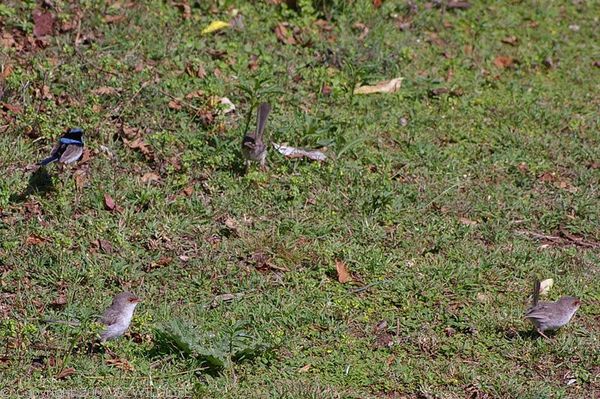 Superb Fairy-wren | Malurus cyaneus photo