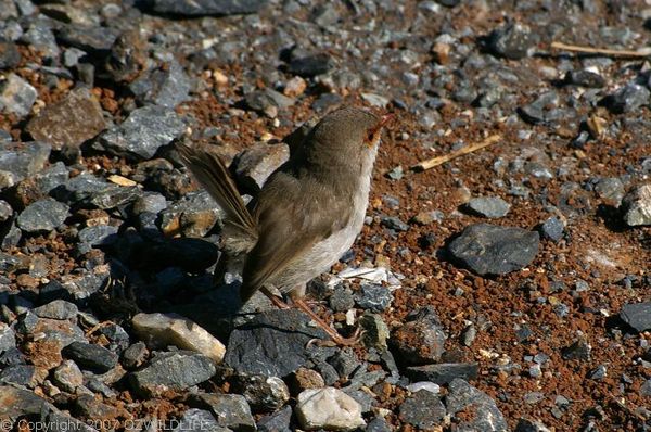 Superb Fairy-wren | Malurus cyaneus photo