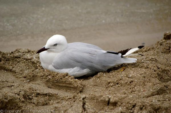 Silver Gull | Larus novaehollandiae photo