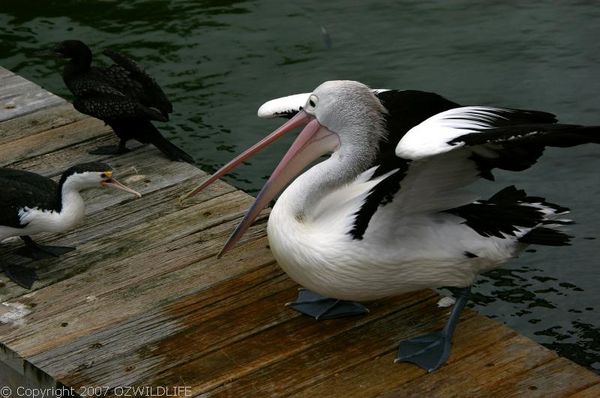 Australian Pelican | Pelecanus conspicillatus photo