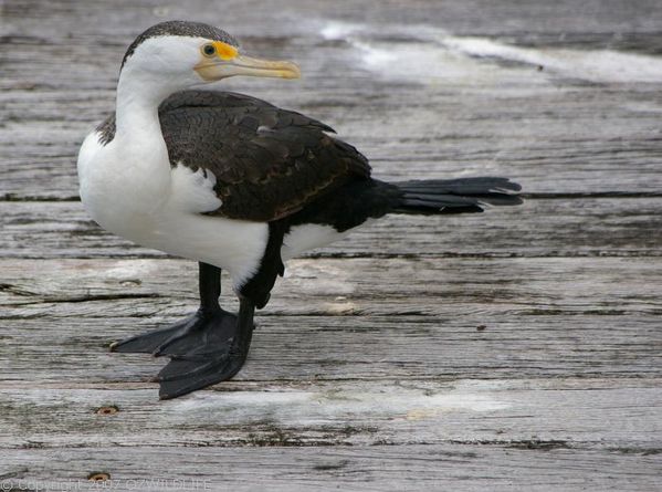 Pied Cormorant | Phalacrocorax varius photo