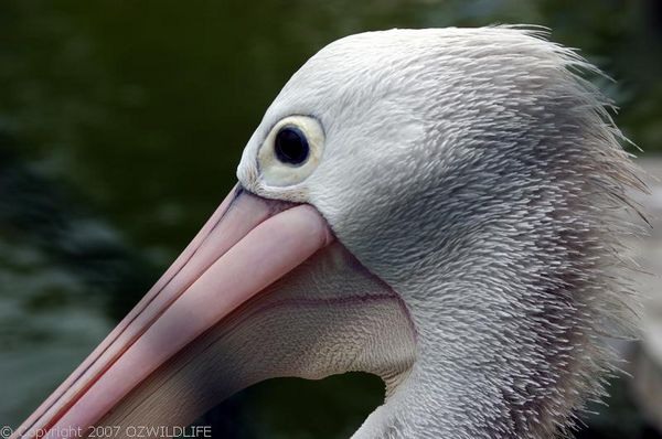 Australian Pelican | Pelecanus conspicillatus photo