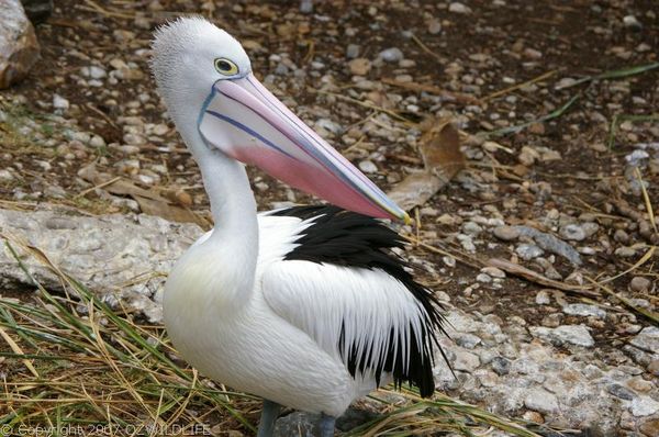 Australian Pelican | Pelecanus conspicillatus photo