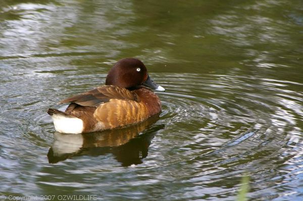 White-eyed Duck | Aythya australis photo