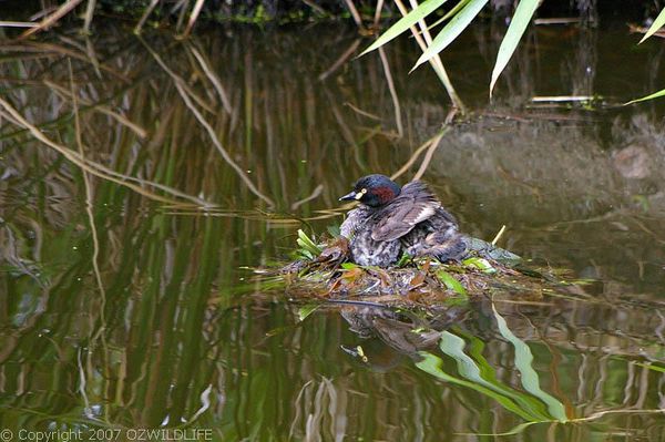 Australasian Grebe | Tachybaptus novaehollandiae photo